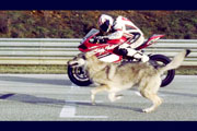 Ducati Panigale 1199 vs Wolf