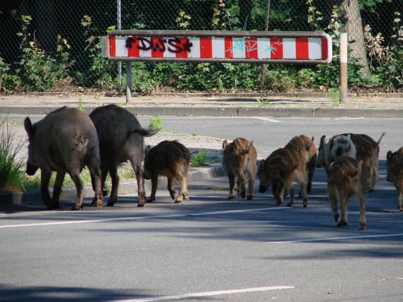 Wildschweine